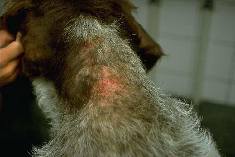 Contact Allergies in Dogs: Spot the Allergens