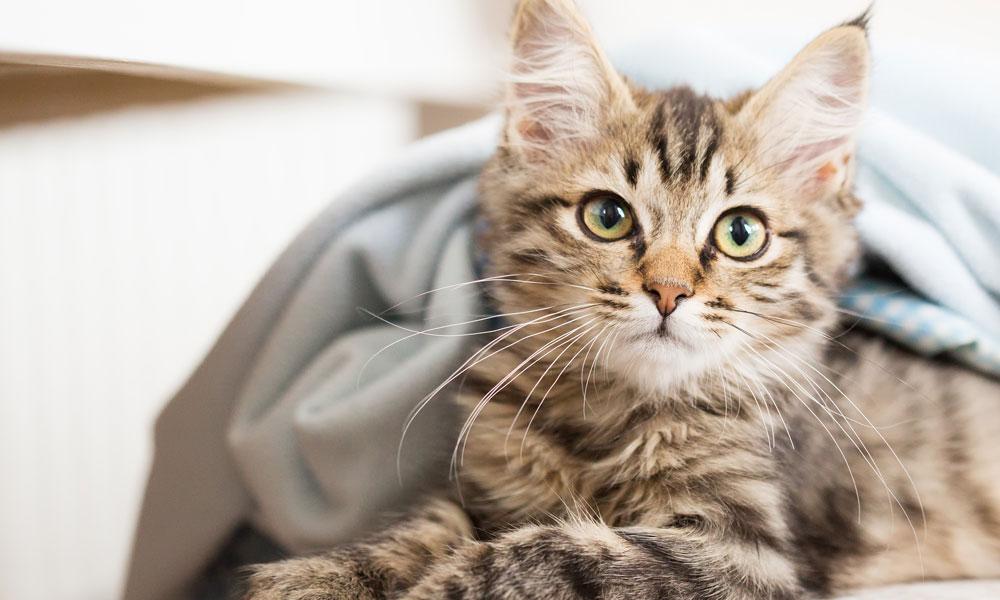 Caring for Sensitive Cats: Effective Tips to Reduce Skin Allergies