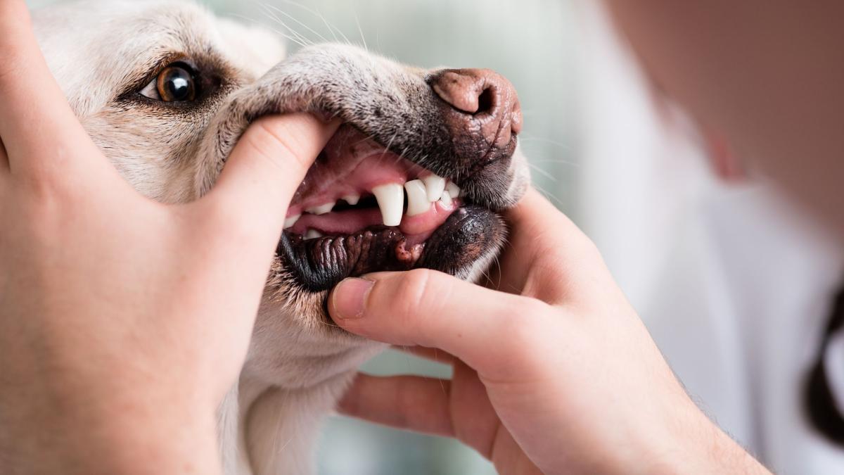 What Colour Should A Dog's Gums Be