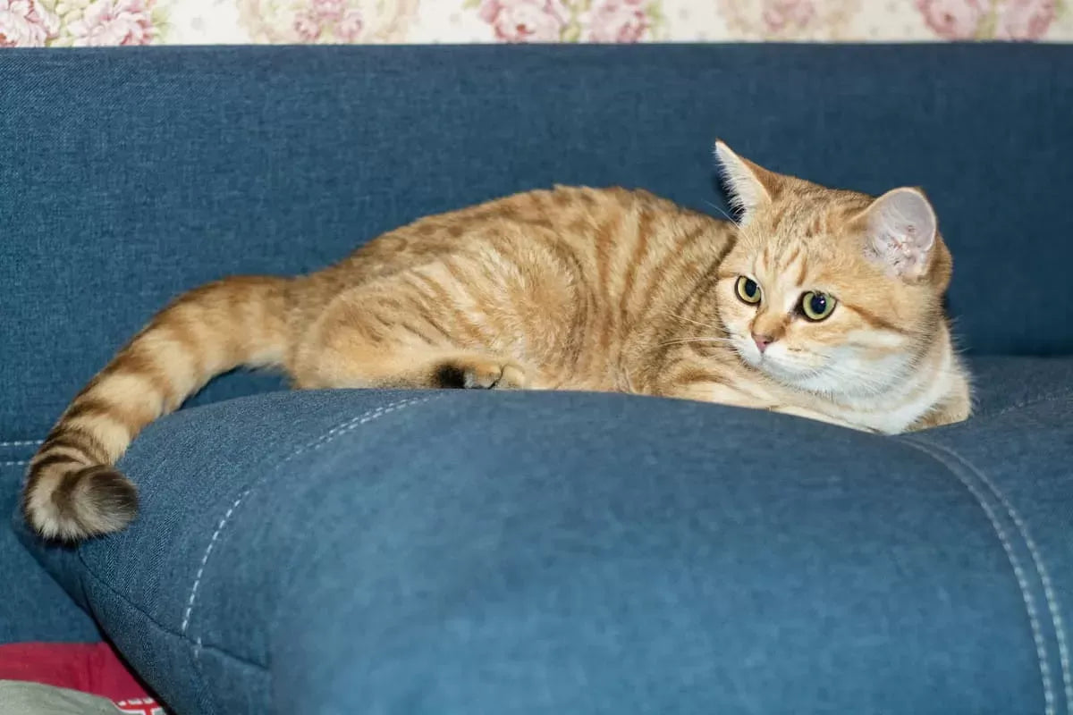 Why Does My Cat Smell Like Poop? Unraveling the Feline Odor Mystery
