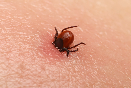 Lyme Disease in Dogs