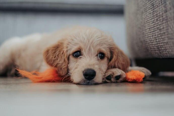 Can Dogs Be Autistic