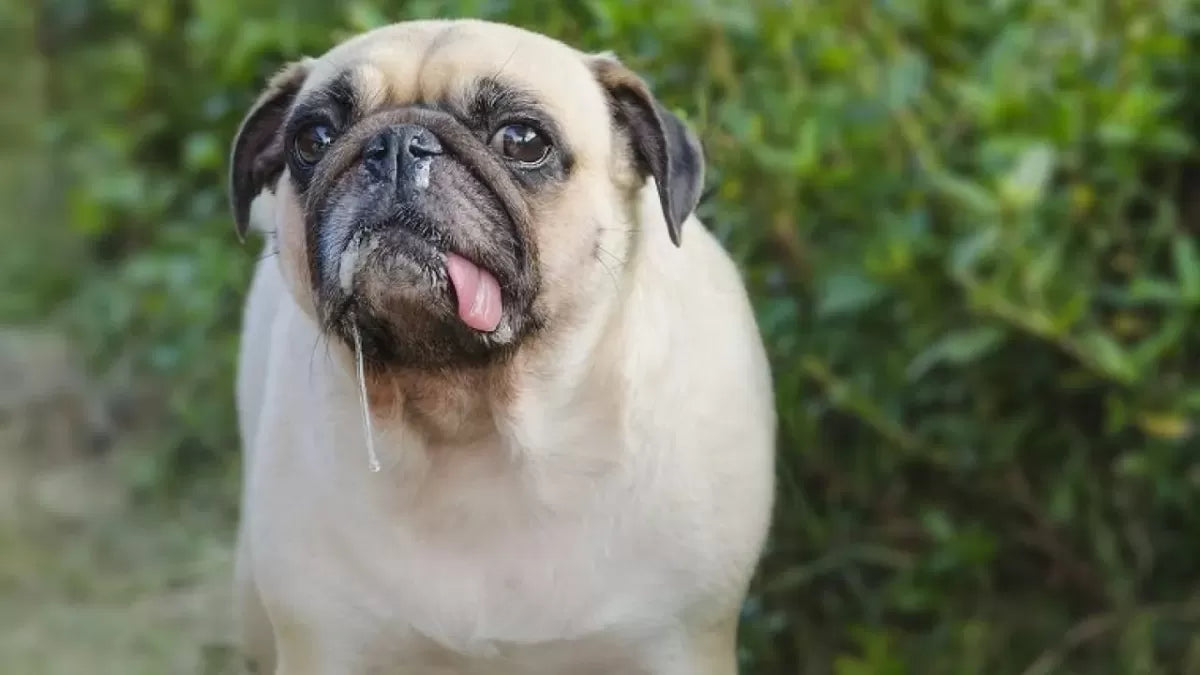 URI in Dogs: What You Need to Know