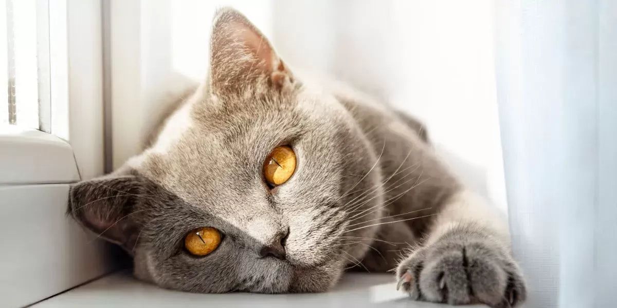 Do Cats Sweat