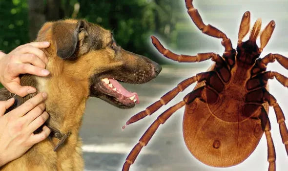 Babesiosis in Dogs: Causes, Symptoms, and Treatment