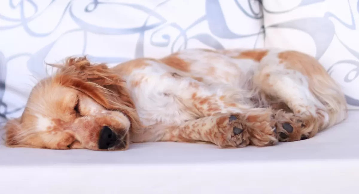 Canine Back Pain