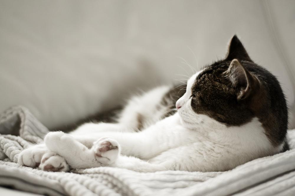 Cat Throwing Up White Foam