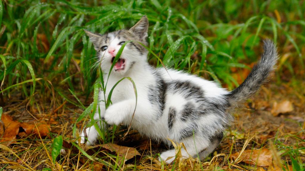 Why Do Cats Eat Grass