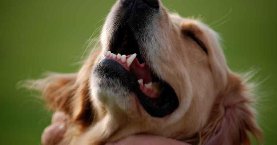 My Dog Lost A Tooth While Playing​