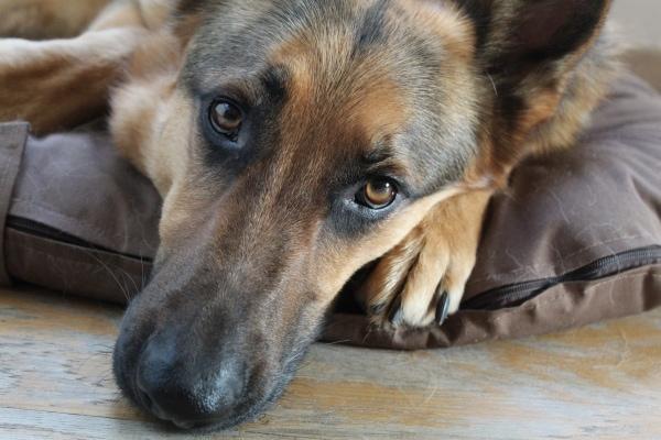 Prostatitis in Dogs​