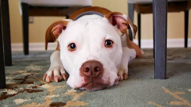 Dog Puking White Foam