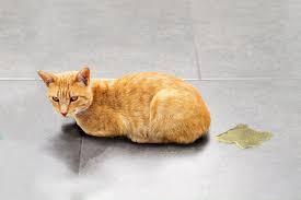 Effective Strategies to Stop Female Cats from Spraying
