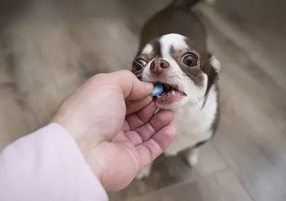 Neomycin Sulfate for Dogs: Uses, Benefits, and Safety