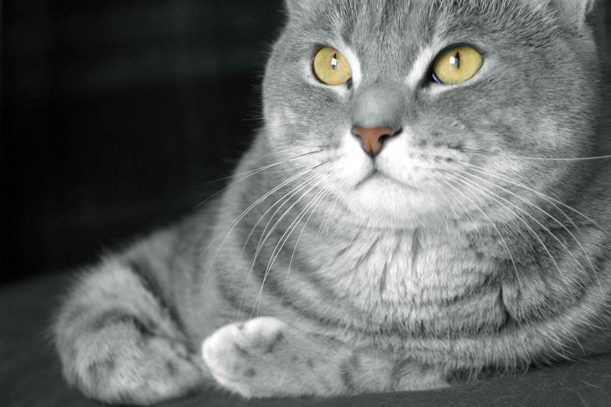 Do Cats Have Prostates