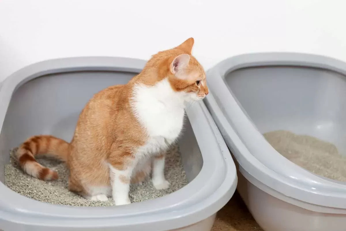 How Often Do Cats Poop and Pee: Understanding Feline Bathroom Habits and Health