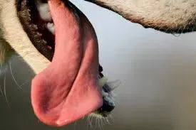 Why is My Dog's Tongue Hot