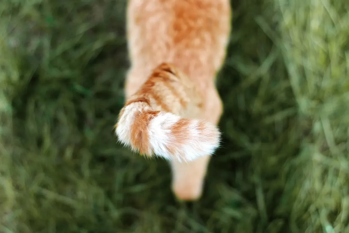 Can A Cat's Tail Fall Off