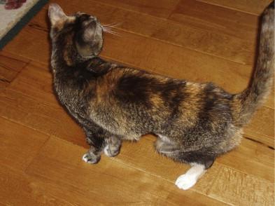 Feline Exocrine Pancreatic Insufficiency​