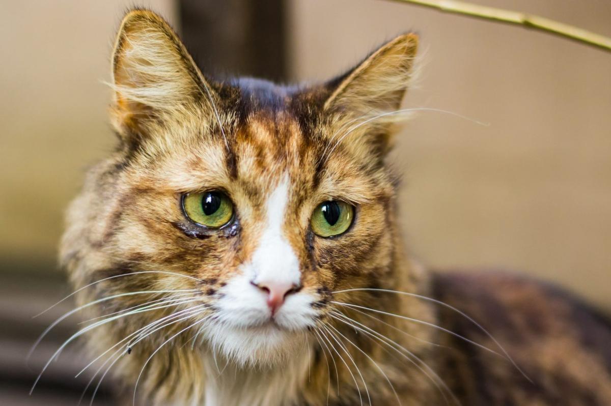 Do Cats Know When You Are Sad