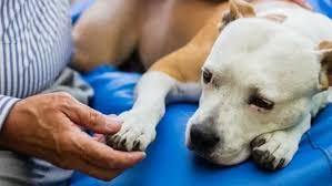 Septic Arthritis in Dogs: Symptoms, Causes, Treatment, and Recovery