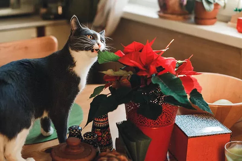 Are Poinsettias Poisonous to Cats