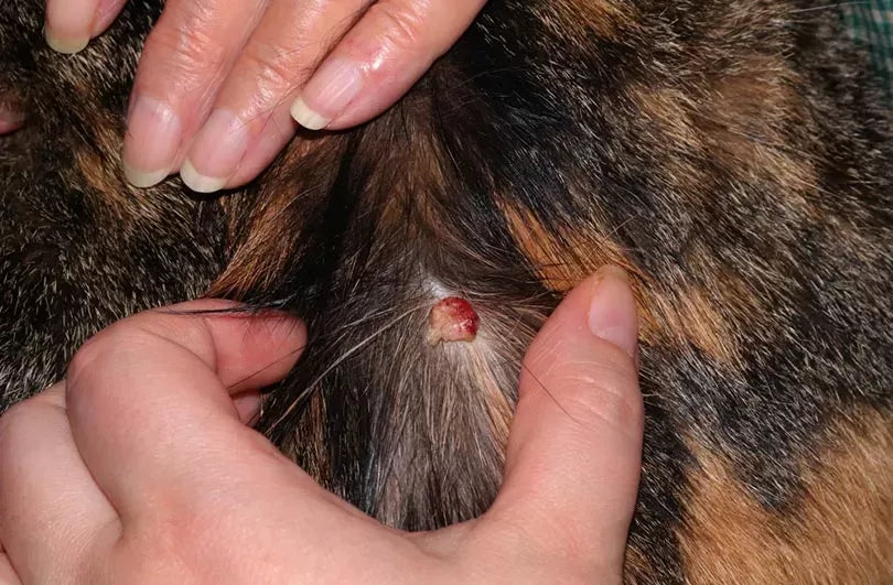 Cat Wart: How Can You Treat Them