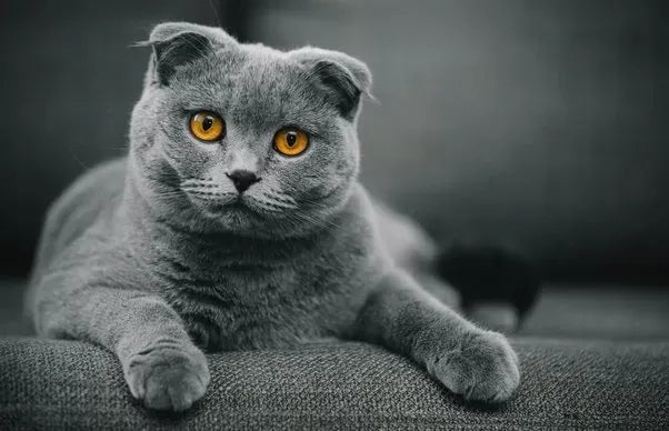 Exploring the Adorable Quirk of Cats with Floppy Ears and Their Health Considerations