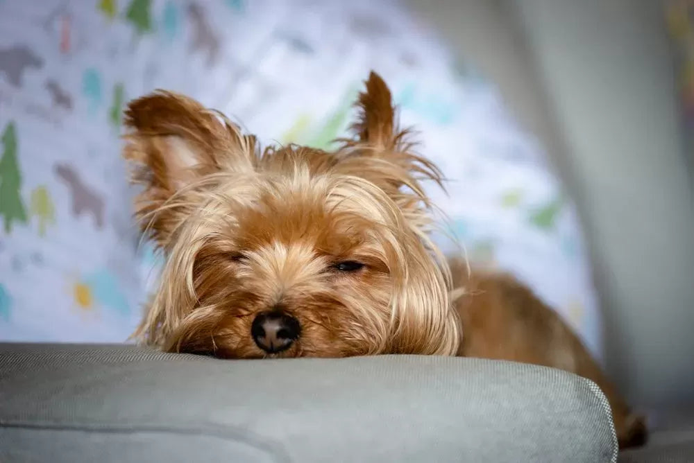 Canine Penile Bleeding