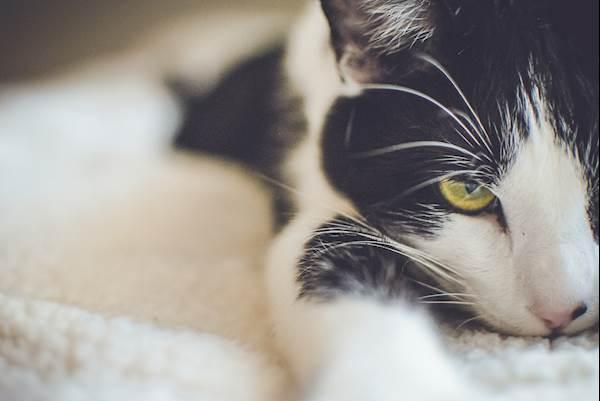 Chylothorax in Cats