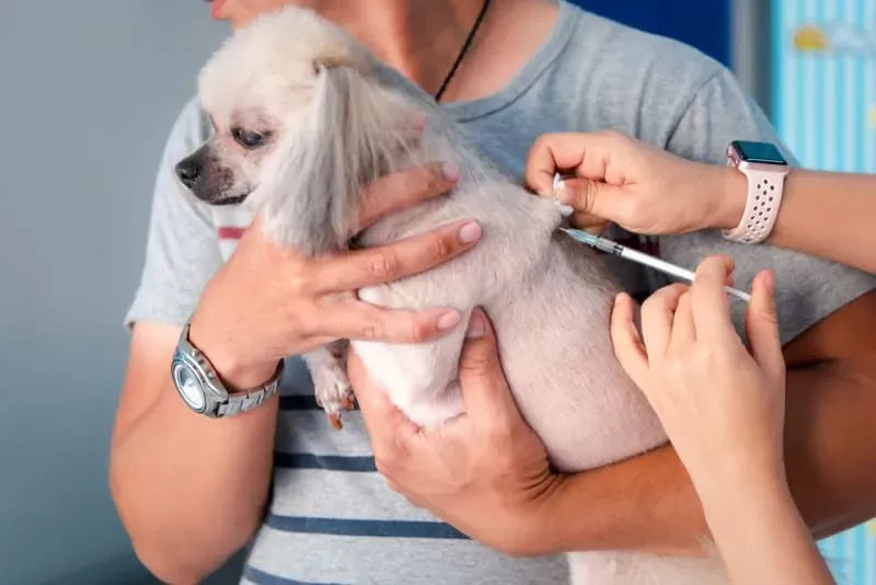 Heartworm Test for Dogs