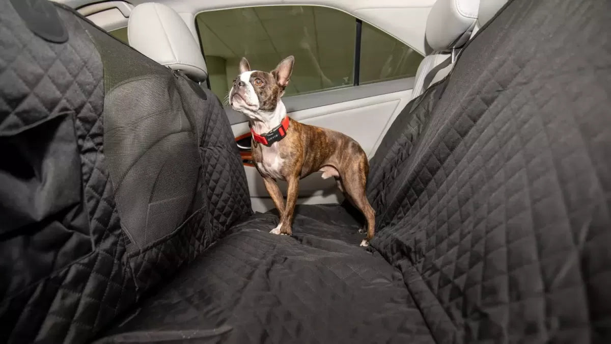 Tips for Driving with Dogs