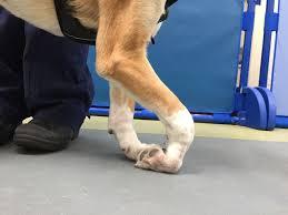 Managing Swollen Joints in Your Dog's Front Leg