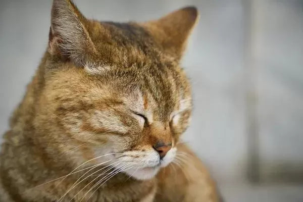 Feline Viral Rhinotracheitis (FVR) in Cats