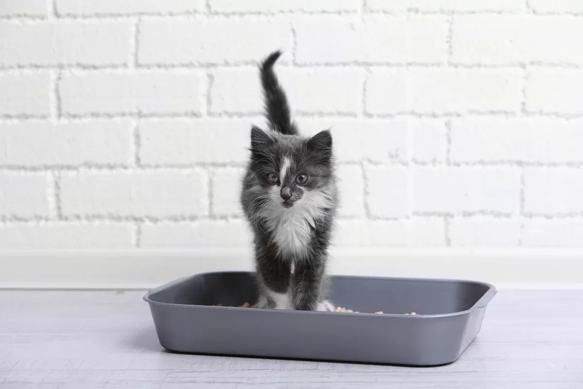 Loose Motions in Cats​