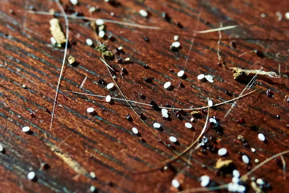 How Long Does It Take for Flea Eggs to Hatch