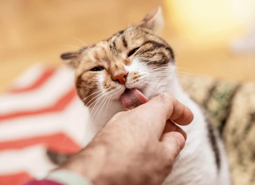 Why Does My Cat Lick Me