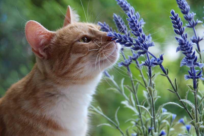 Are Cats Allergic to Lavender​