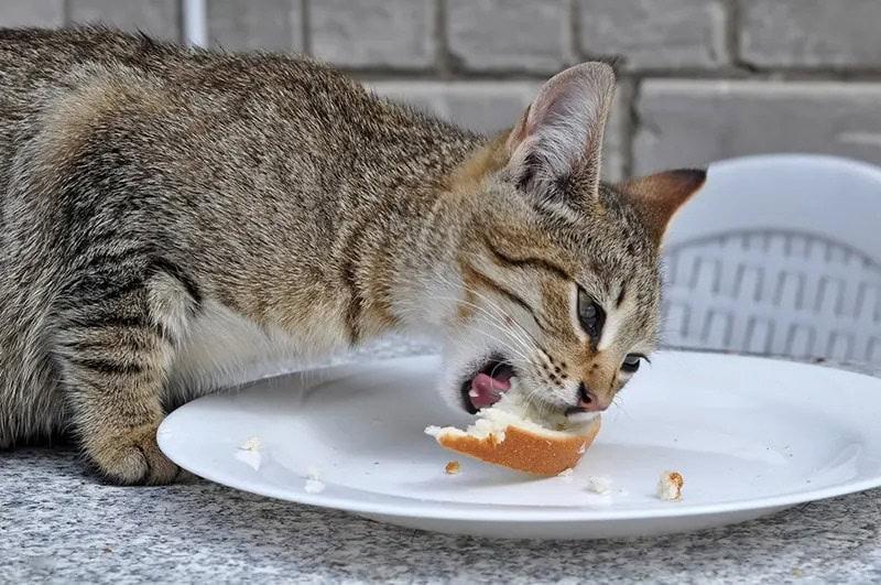 Is Bread Bad for Cats​
