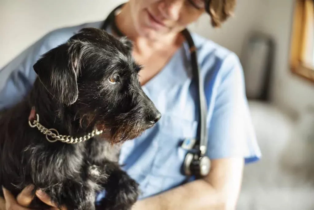 Do Dogs Go through Menopause