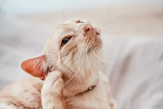 Yeast Infection in Cats Ears