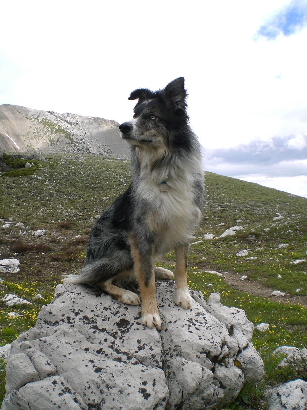 Dog Altitude Sickness Prevention