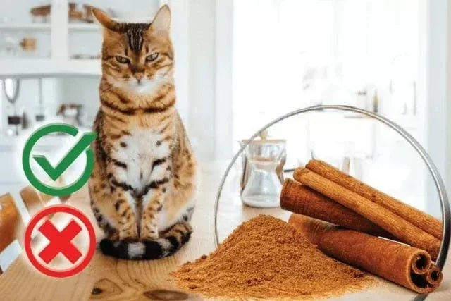 Can Cats Have Cinnamon