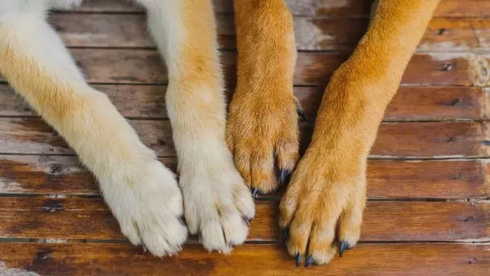 How to Cut Black Dog Nails