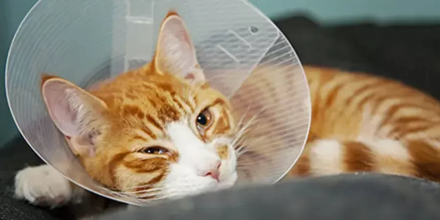 When Can I Get My Cat Spayed After Having Kittens: Health Considerations
