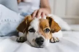 Low Platelets in Dogs