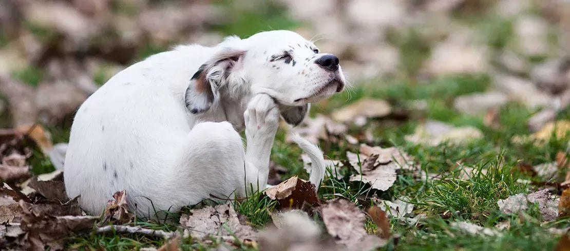 Flea Allergy Dermatitis in Dogs