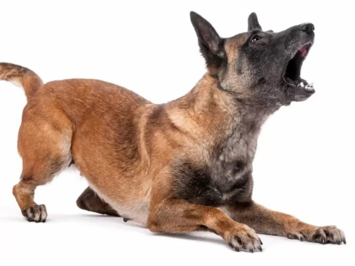 Effective Home Remedies to Stop Your Dog from Barking Excessively