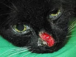 Cat Herpes: FVR and FHV-1 Symptoms and Treatments