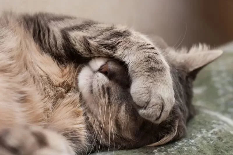 IBD in Cats: Causes, Symptoms and Treatment