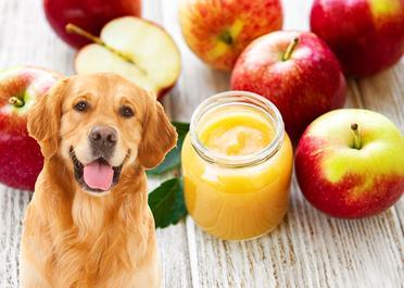 Can Dogs Eat Applesauce